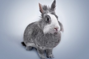 九游登录中心-莱比锡红牛主场气势强劲形成持续威胁，莱比锡红牛比赛视频