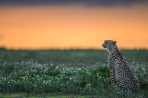 九游游戏中心官网-瑞·弗兰：他是全黑队“攻防一体”的代表，每次出场都充满威胁