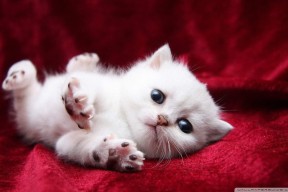 九游官网pc-篮网替补控卫赛后接受长时间拉伸调整，篮网替补阵容