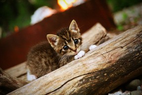 九游娱乐(jiuyou)官网-CBA球队设立内部评估体系提高训练针对性，cba组建球队