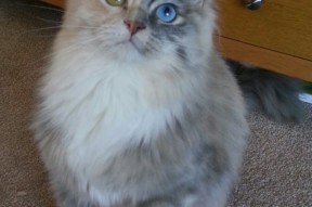 九游娱乐中心-中国足球青训项目加强家长陪伴式足球教育，足球青训的孩子有出路吗