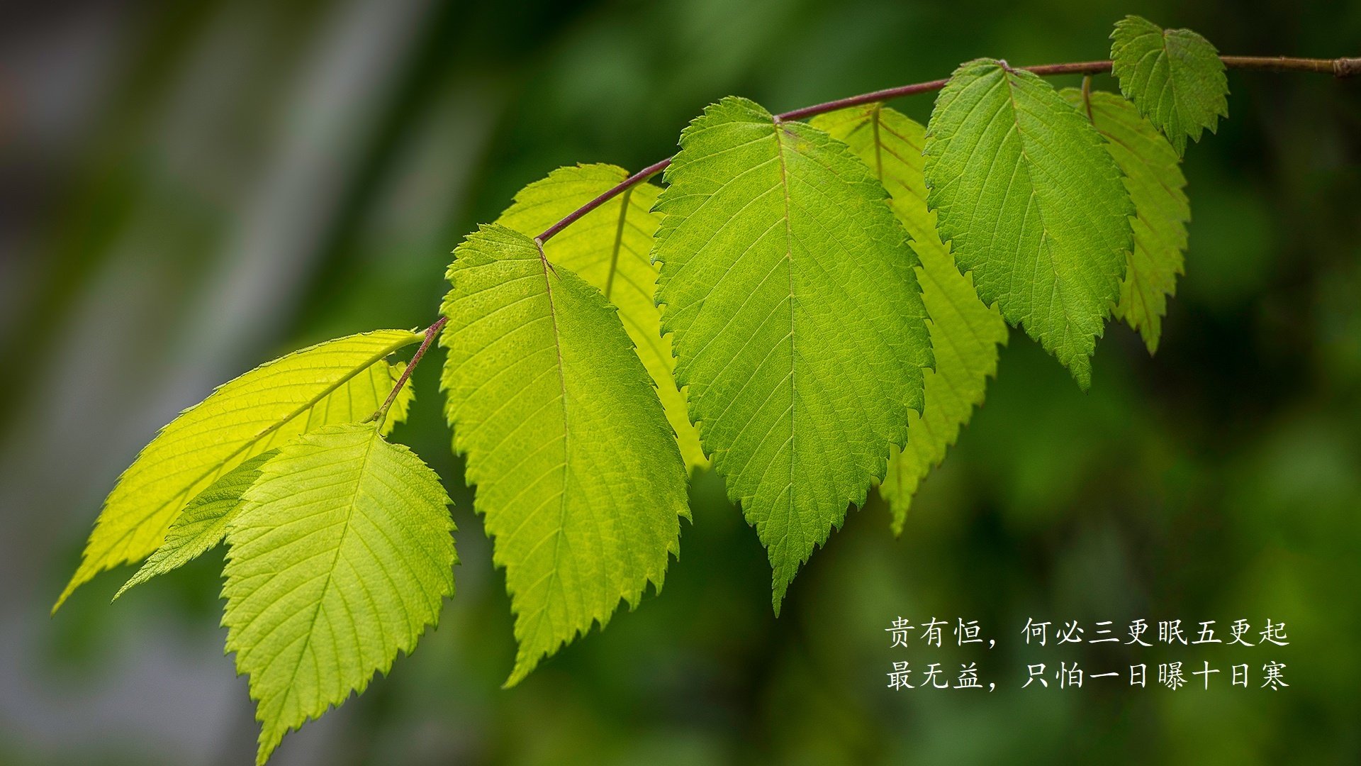 意甲球队利用数据分析优化中场组织策略，意甲中场球员排名