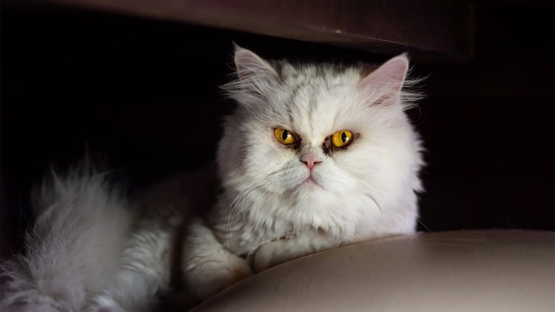 篮球运动员心理健康维护及干预体系建设，篮球心里素质训练