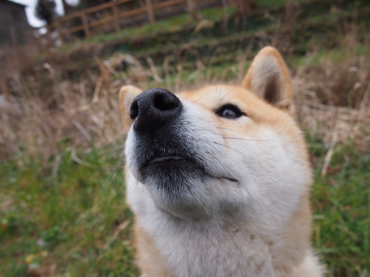 “飞盘:三叉湖田径场上的空中激情与极限对抗”