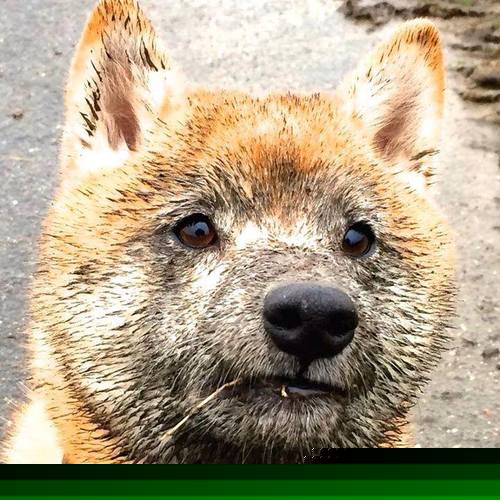 “飞盘:三叉湖田径场上的空中激情与极限对抗”