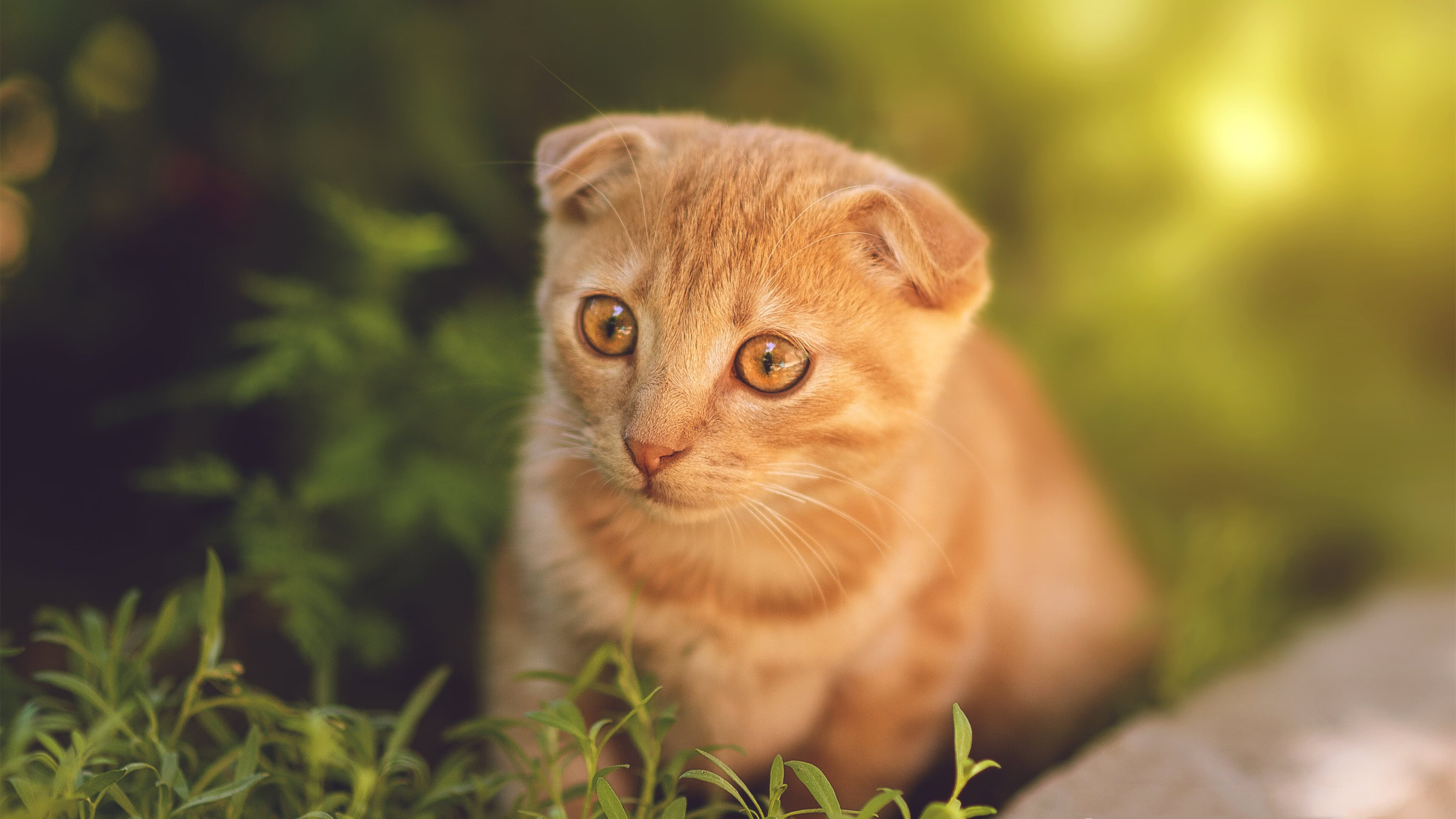 冬奥集训引入先进训练设备提高效果,冬奥集训引入先进训练设备提高效果如何