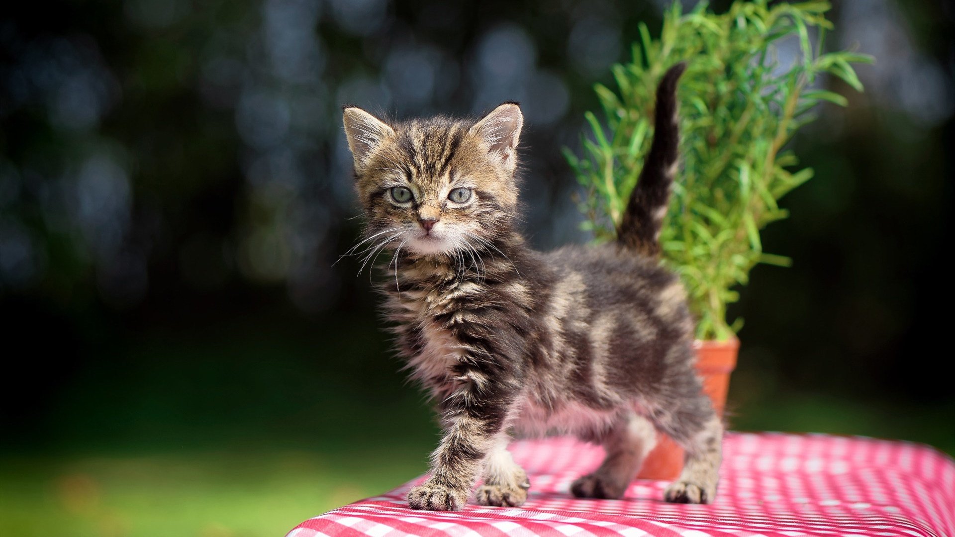 加拿大队的未来：如何借助数据分析与科技推动战术革新，加拿大队队员