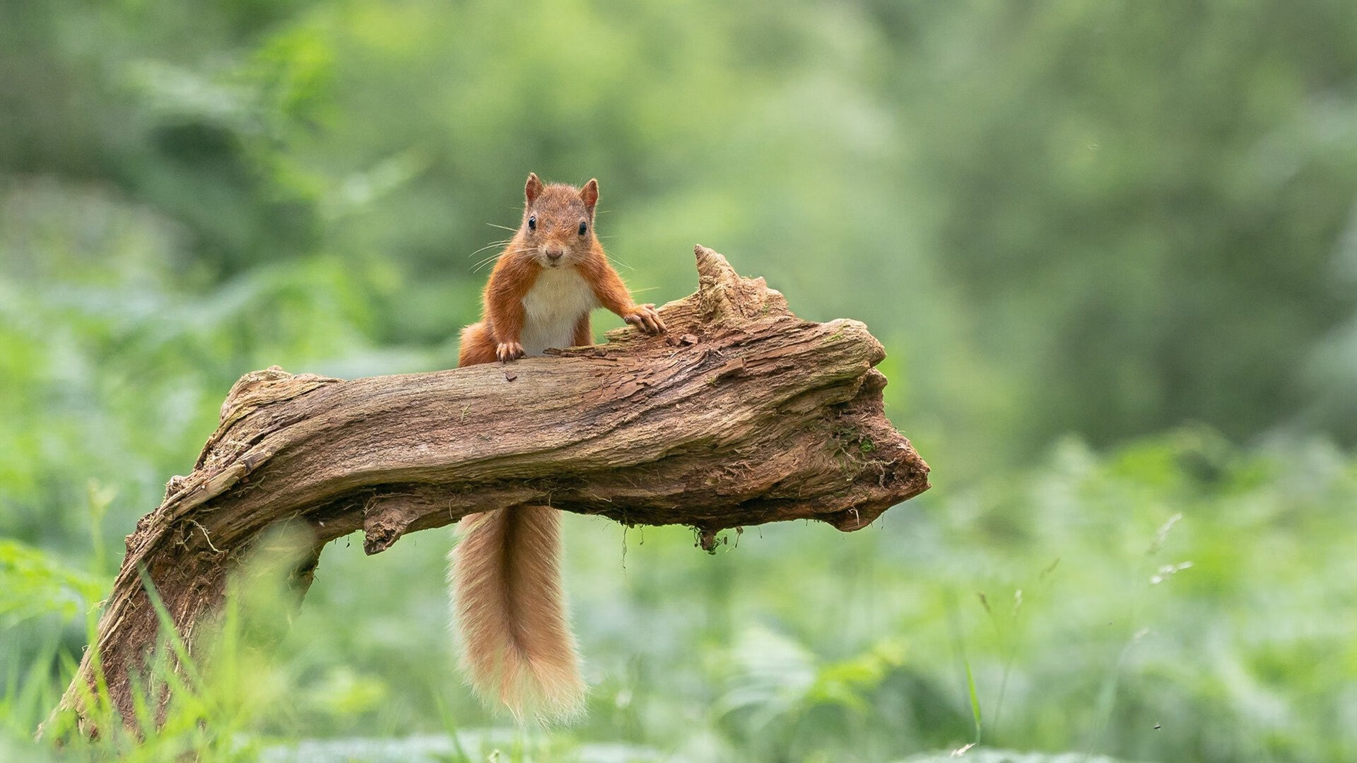 德国队未来计划：如何利用国际乒联混合团体世界杯提升整体实力