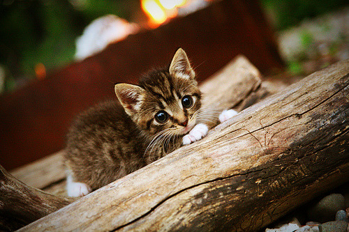 CBA球队设立内部评估体系提高训练针对性,cba组建球队