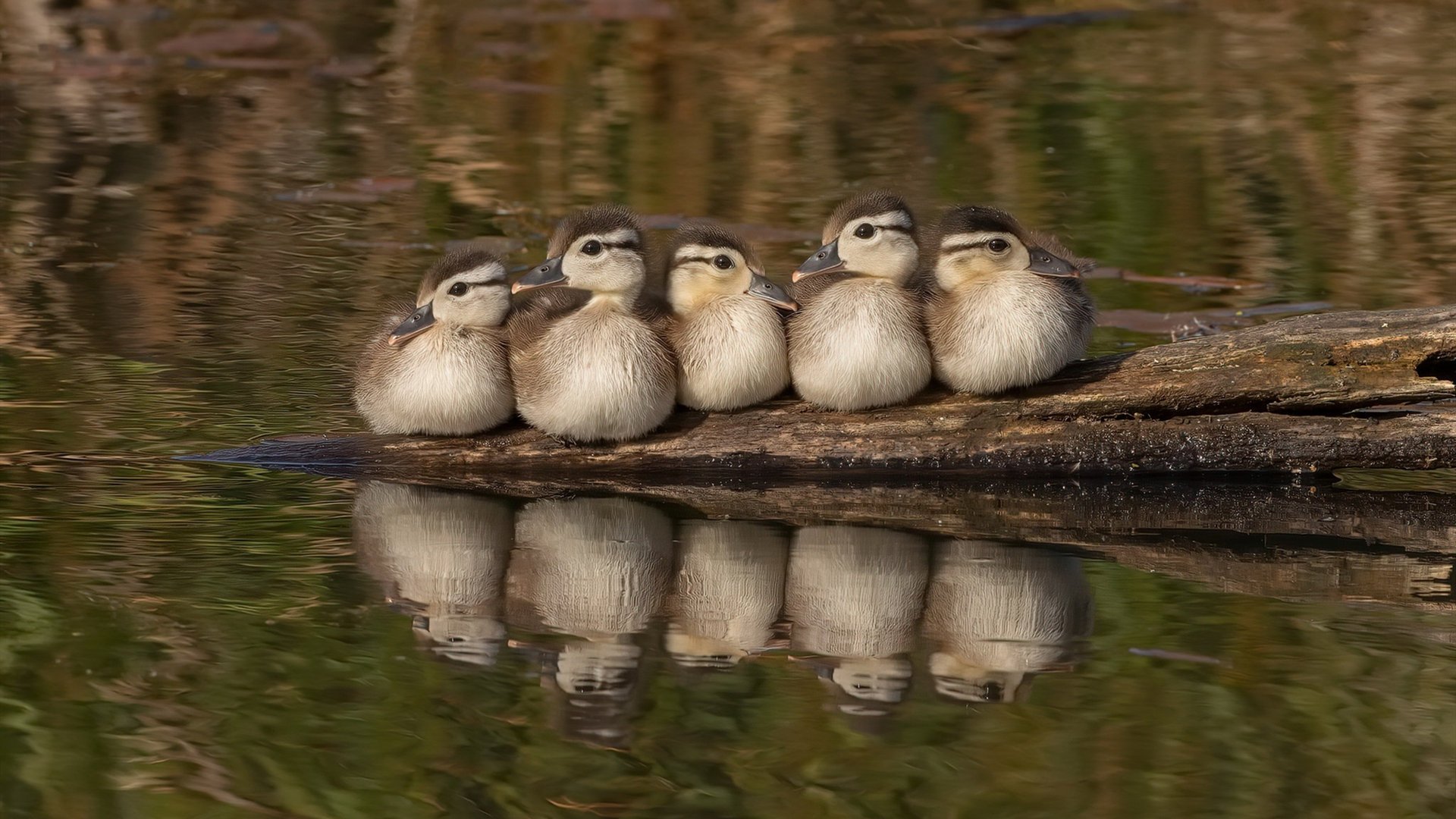 “伊万·戈梅斯:从防守专家到进攻新星,推动美洲狮队新一轮崛起”