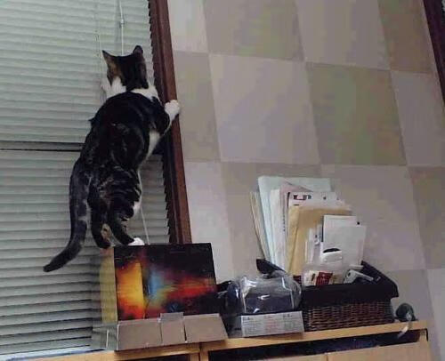 中国足球职业俱乐部加强梯队联动机制,职业足球队梯队试训