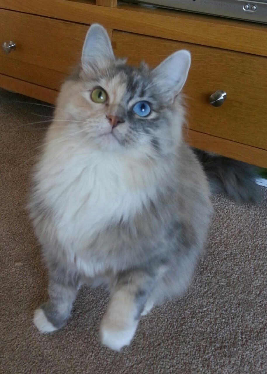 中国足球青训项目加强家长陪伴式足球教育,足球青训的孩子有出路吗