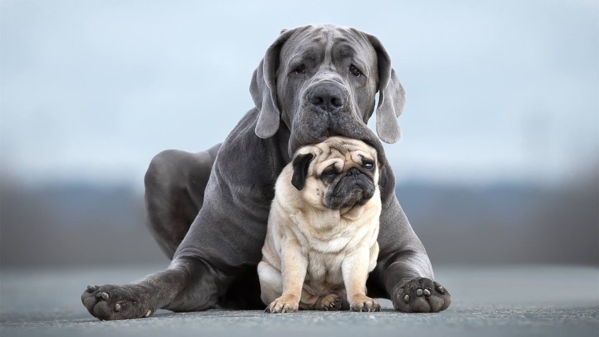 伊利亚·哈伦赛后谈训练心得与备战,伊哈塔伦集锦