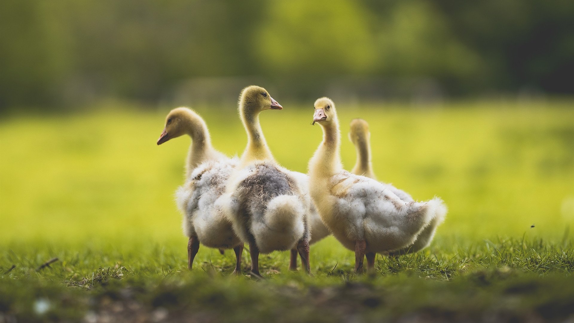 国王前锋入选月度最佳球员候选名单,国王队史最佳阵容