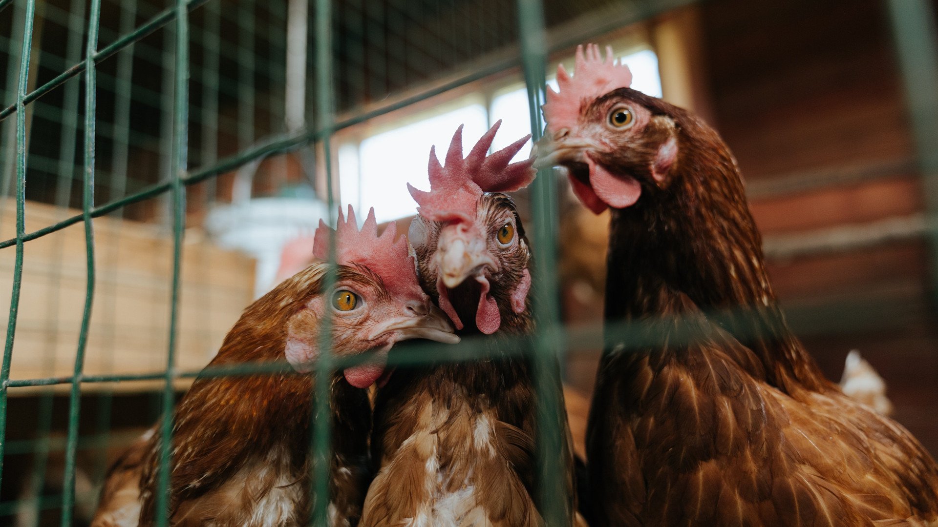 张伟丽拳击组合技压制对手,张伟丽的拳击