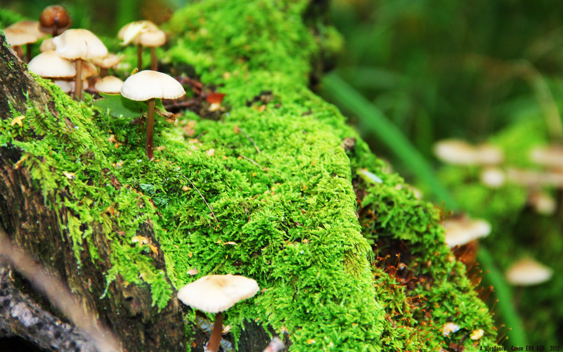 意甲攻守兼备:激情与战术的完美碰撞!,意甲img