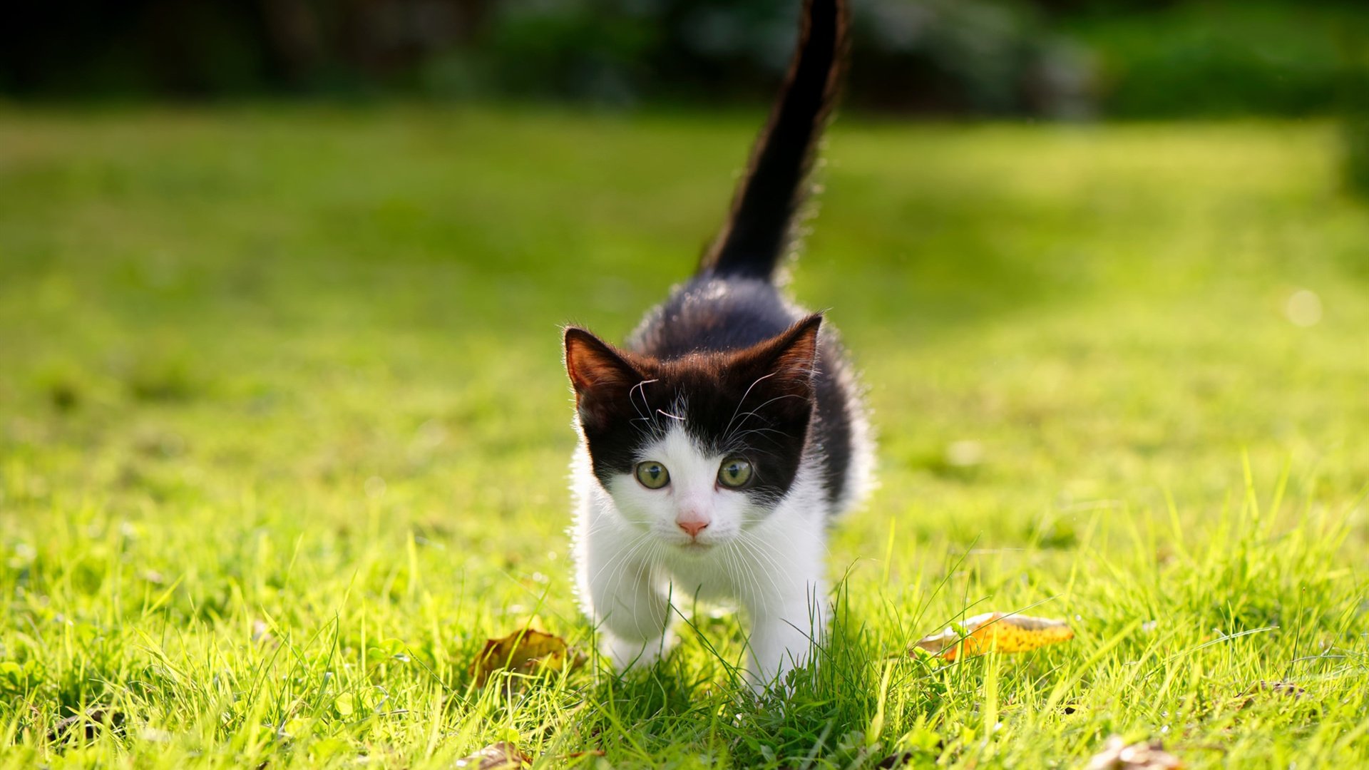 法国队接力配合默契展现实力,法国队接力配合默契展现实力的球员