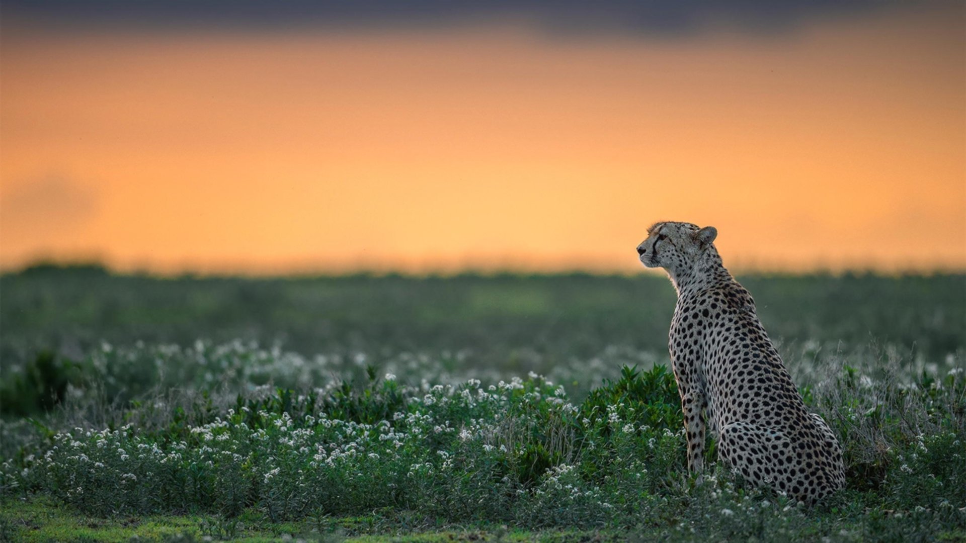 瑞·弗兰:他是全黑队“攻防一体”的代表,每次出场都充满威胁